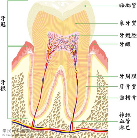 牙齒的功能|瞭解牙齒的各部分構造和功能